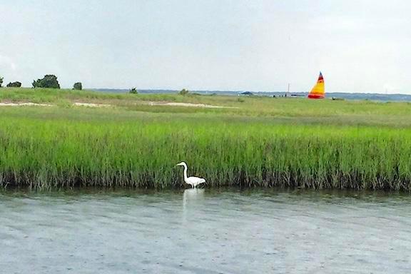 Masonboro-Island-Tour-image-3